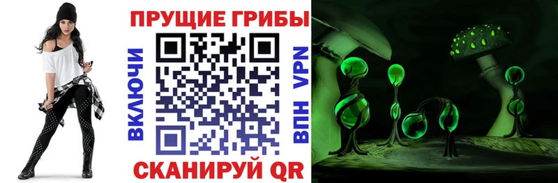 купить   Подпорожье  Псилоцибиновые грибы прущие грибы 